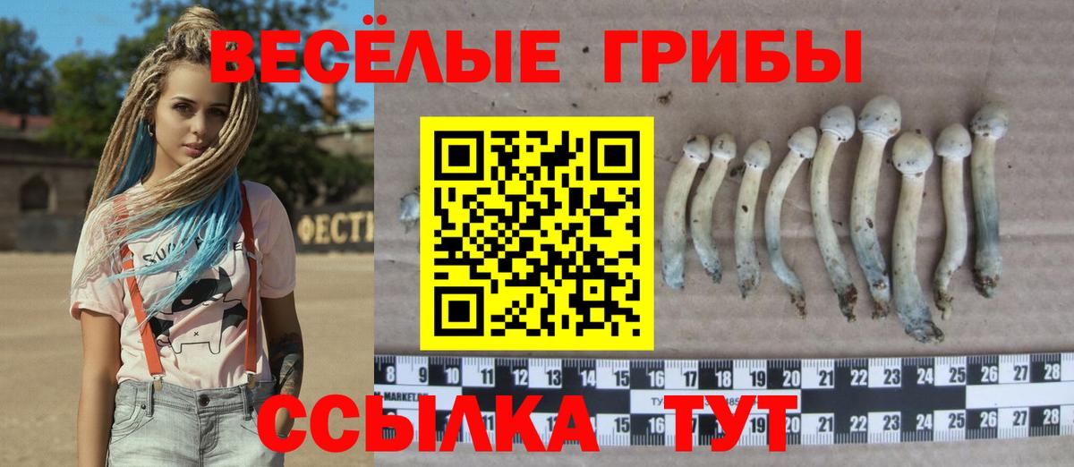 Торжок  Псилоцибиновые грибы Psilocybine cubensis  Вход с VPN 