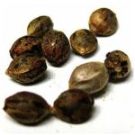 Семена марихуаны АК-47  (Seeds AK-47) в Торжке